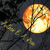B.A. ROSE's Profile Image