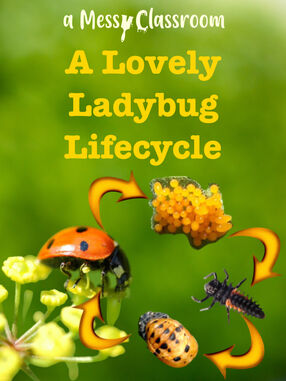 A Lovely Ladybug Lifecycle's Book Image